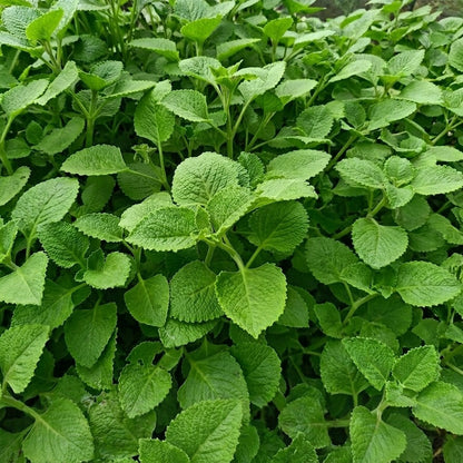 Plectranthus amboinicus – Cuban Oregano | Tropical Medicine Plant