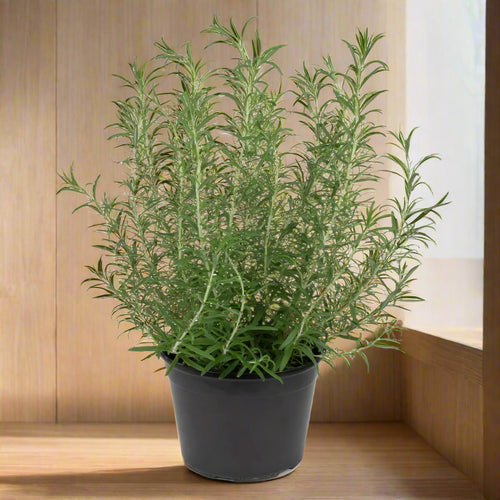 Rosemary Plant - نبات الروزماري