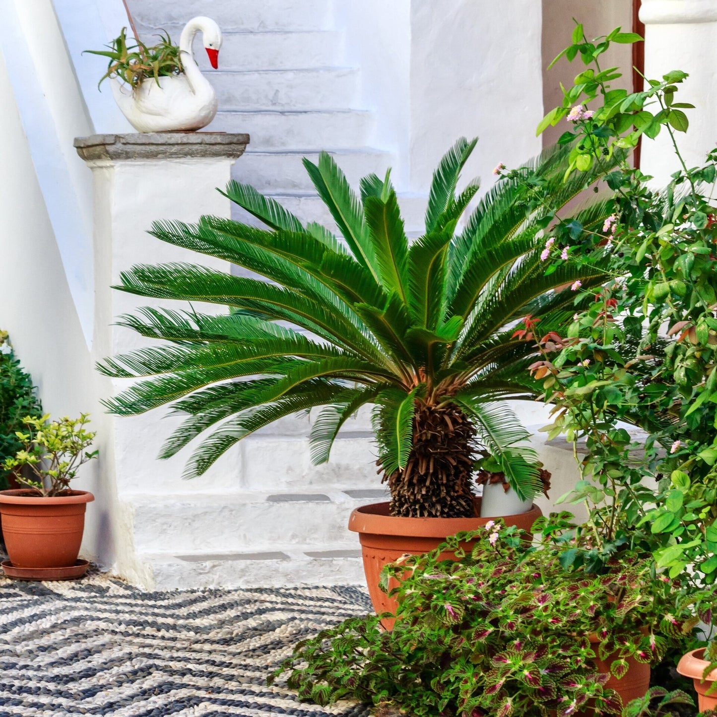 Cycas Revoluta
