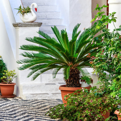 Cycas Revoluta