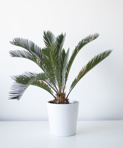 Cycas Revoluta