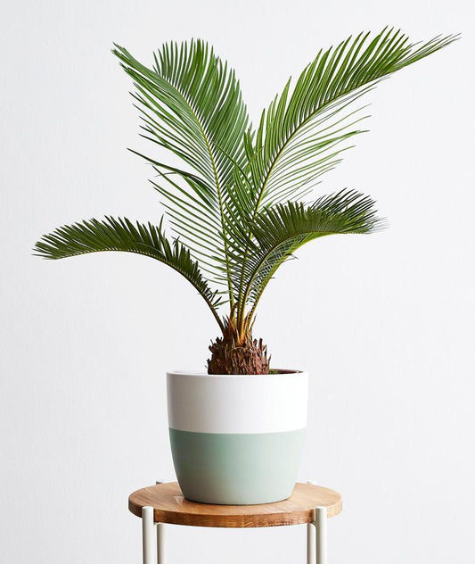Cycas Revoluta