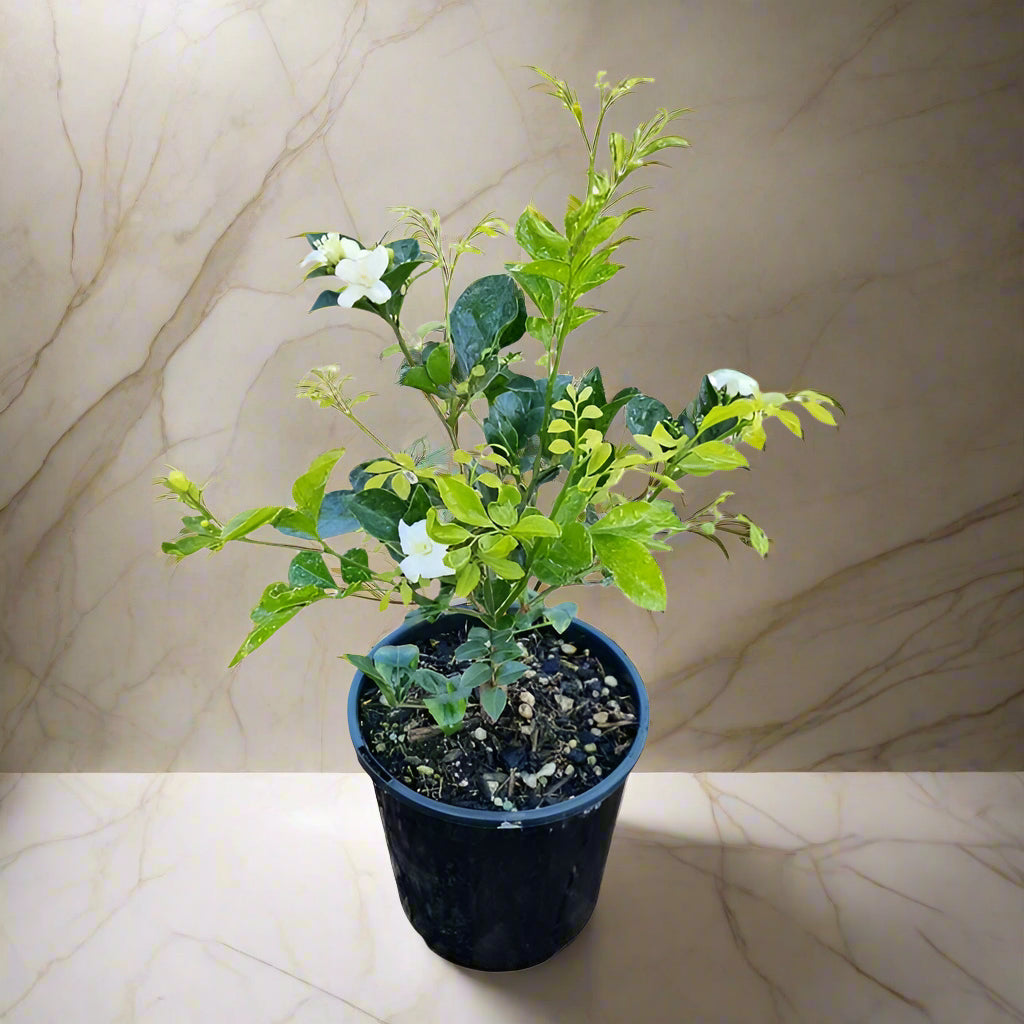 Orange Jasmine – The Fragrant Jewel of the Tropics-برتقال ياسمين