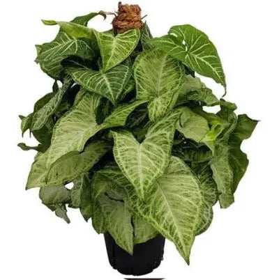 Arrowhead Plant - نبات رأس السهم