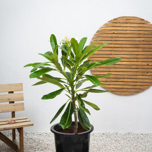 Singapore Plumeria – White Frangipani | بلوميريا سنغافوري البيضاء