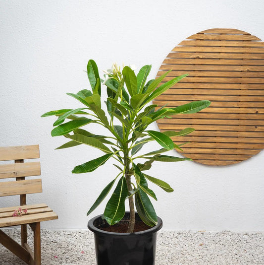 Singapore Plumeria – White Frangipani | بلوميريا سنغافوري البيضاء