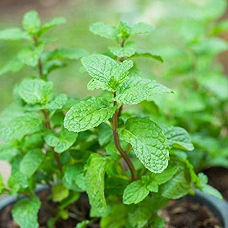 Mint Plant –  نبات النعناع
