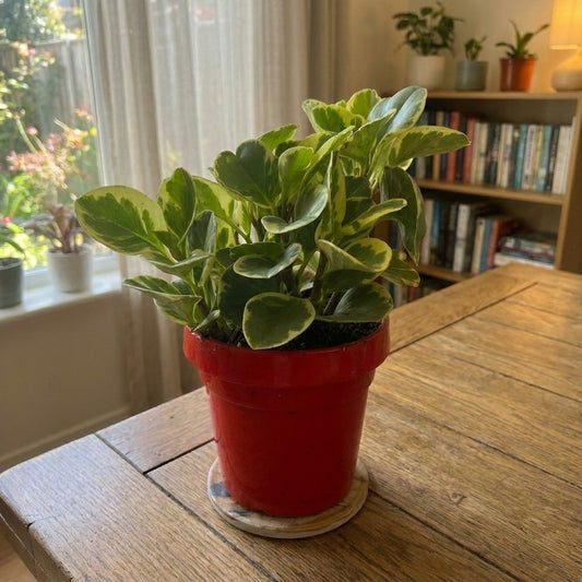 Glossy-leaved Peperomia-بيبيروميا ذات الأوراق اللامعة