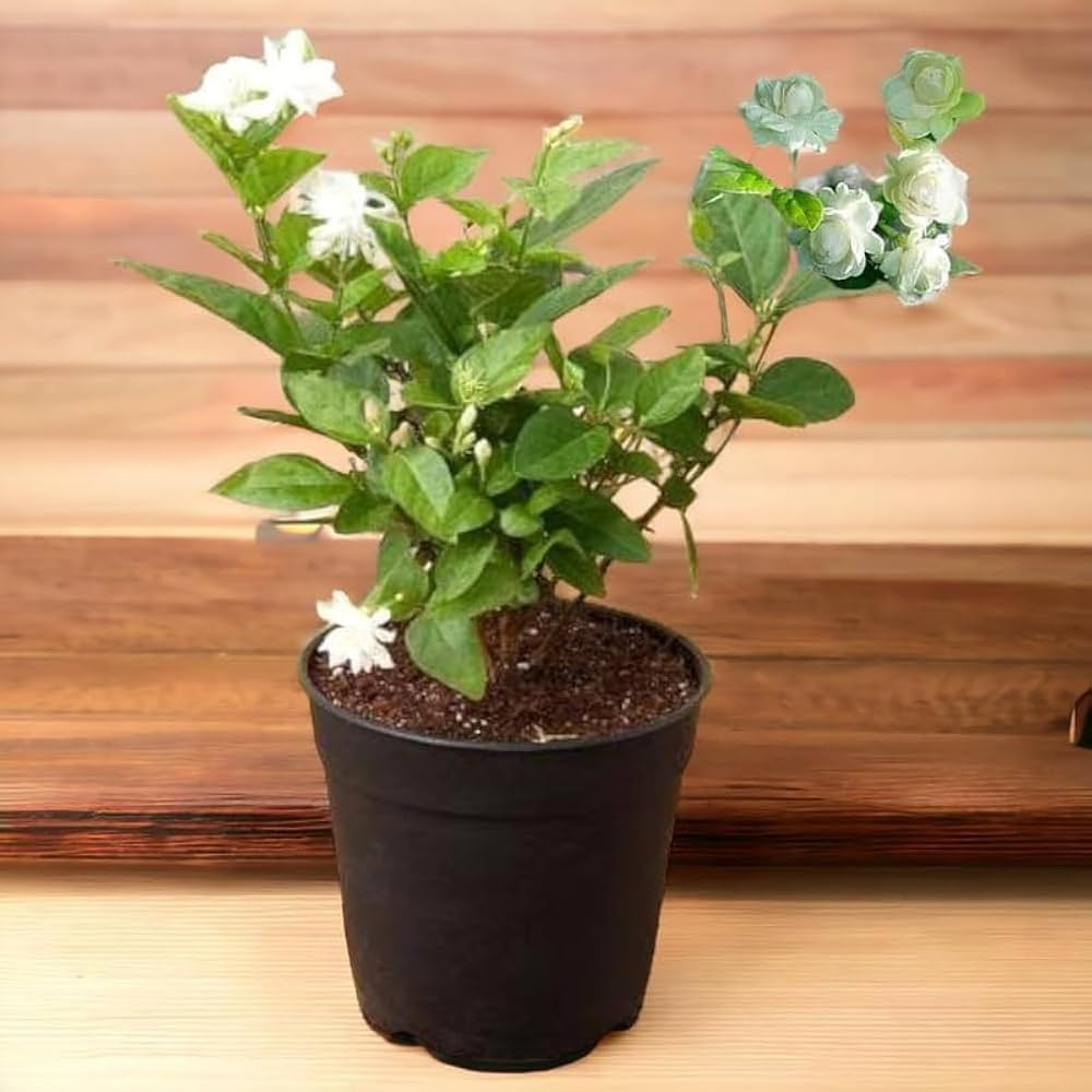 Jasmine Sambac – The Arabian Jasmine-الياسمين السامباك - الياسمين العربي