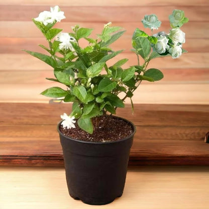 Jasmine Sambac – The Arabian Jasmine-ياسمين سامباك – العربي