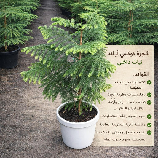 Island Pine شجرة كوكسي أيلتد نيات داخلي