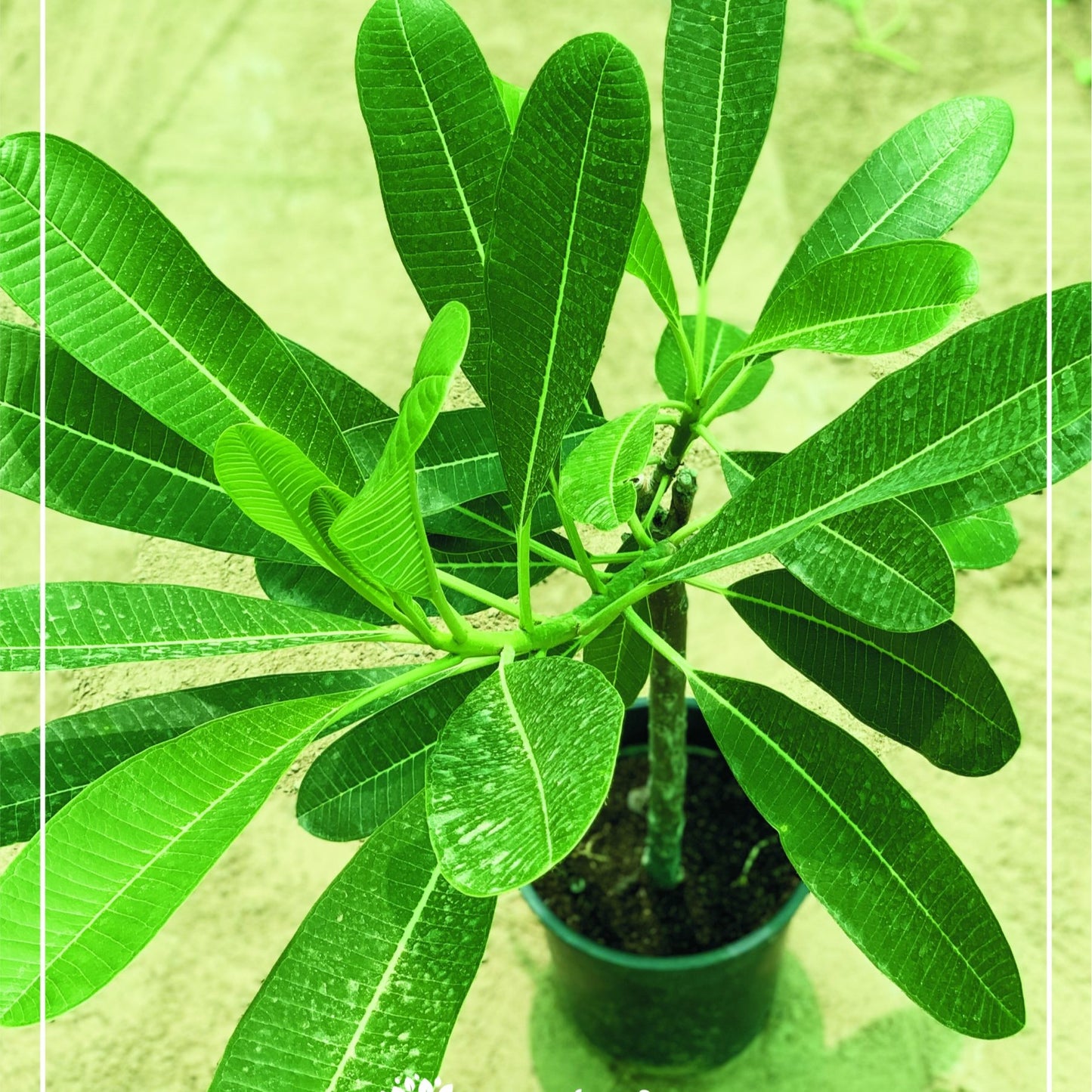Singapore Plumeria – White Frangipani | بلوميريا سنغافوري البيضاء