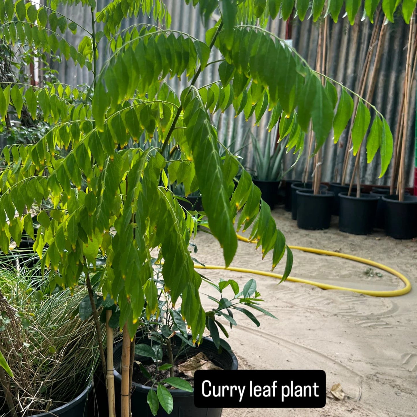 Curry Leaves Plant – Nature’s Aromatic Gift-نبات أوراق الكاري