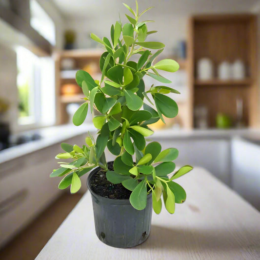 Autograph Plant or Pitch Apple Plant-الملعب نبات التفاح
