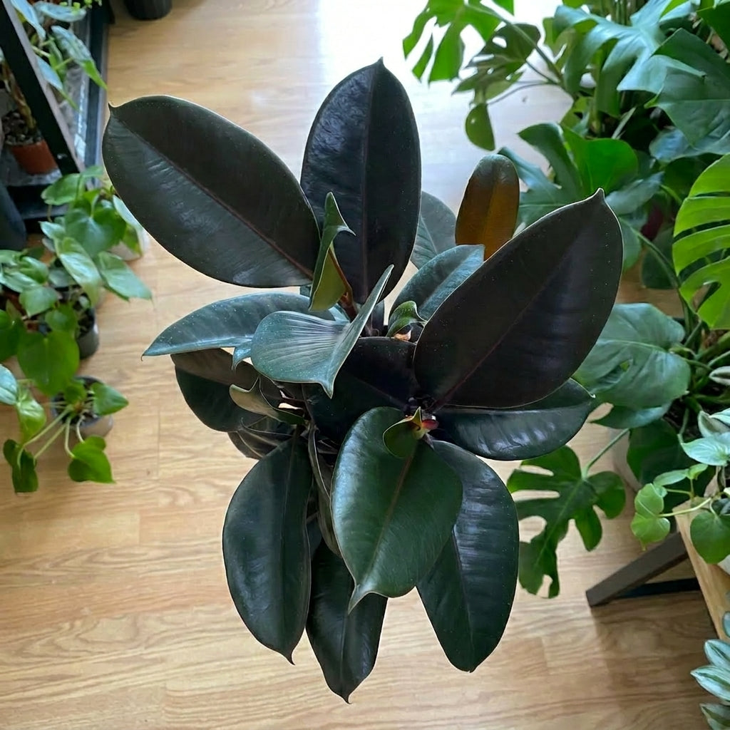 Ficus Elastica ‘Burgundy’ – Rubber Plant | فيكس إيلاستيكا بورغندي