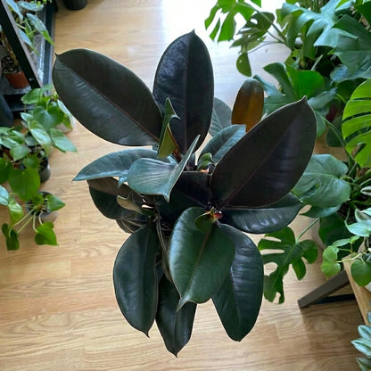 Ficus Elastica ‘Burgundy’ – Rubber Plant | فيكس إيلاستيكا بورغندي