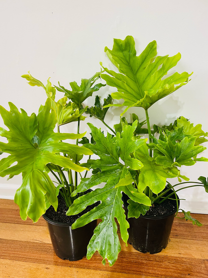 Philodendron Hope/ Shangri-La فيلوديندروْن