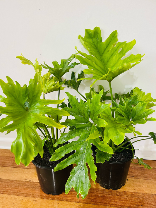 Philodendron Hope/ Shangri-La فيلوديندروْن