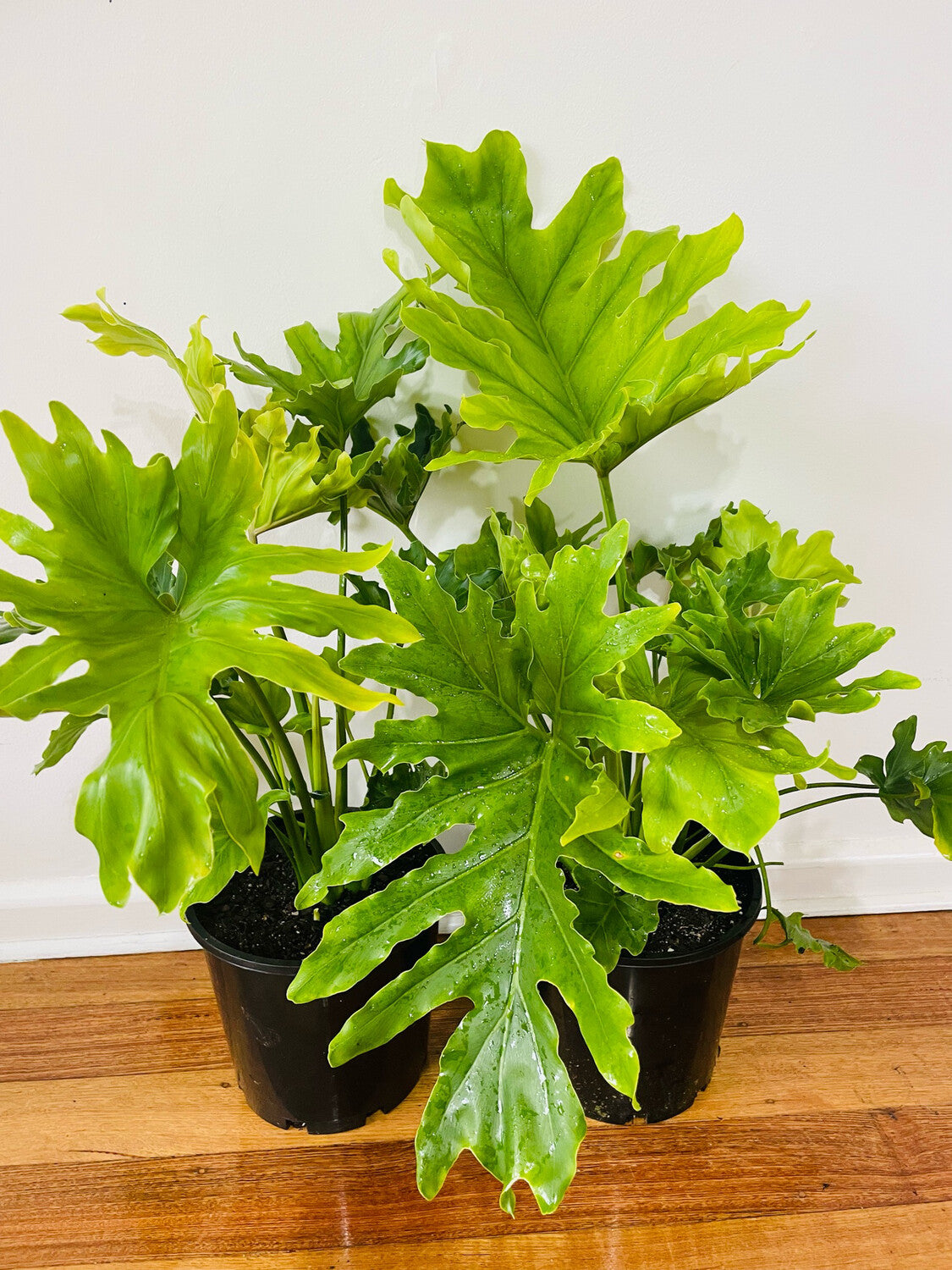 Philodendron Hope/ Shangri-La فيلوديندروْن
