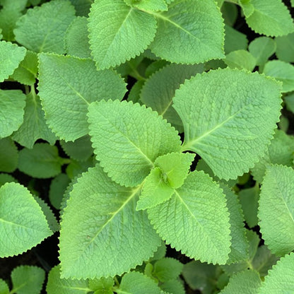 Plectranthus amboinicus – Cuban Oregano | Tropical Medicine Plant