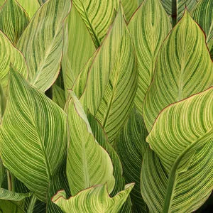 Canna lily (indian shot) - نبات زنبق القنا (اللقطة الهندية)