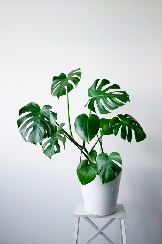 Monstera deliciosa (نبات القفص الصدري)