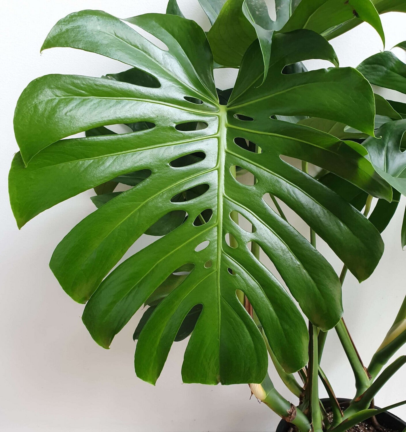 Monstera deliciosa (نبات القفص الصدري)