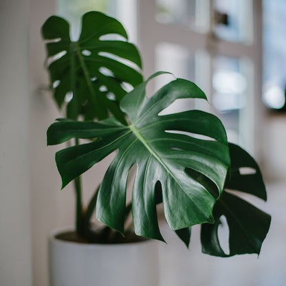 Monstera deliciosa (نبات القفص الصدري)