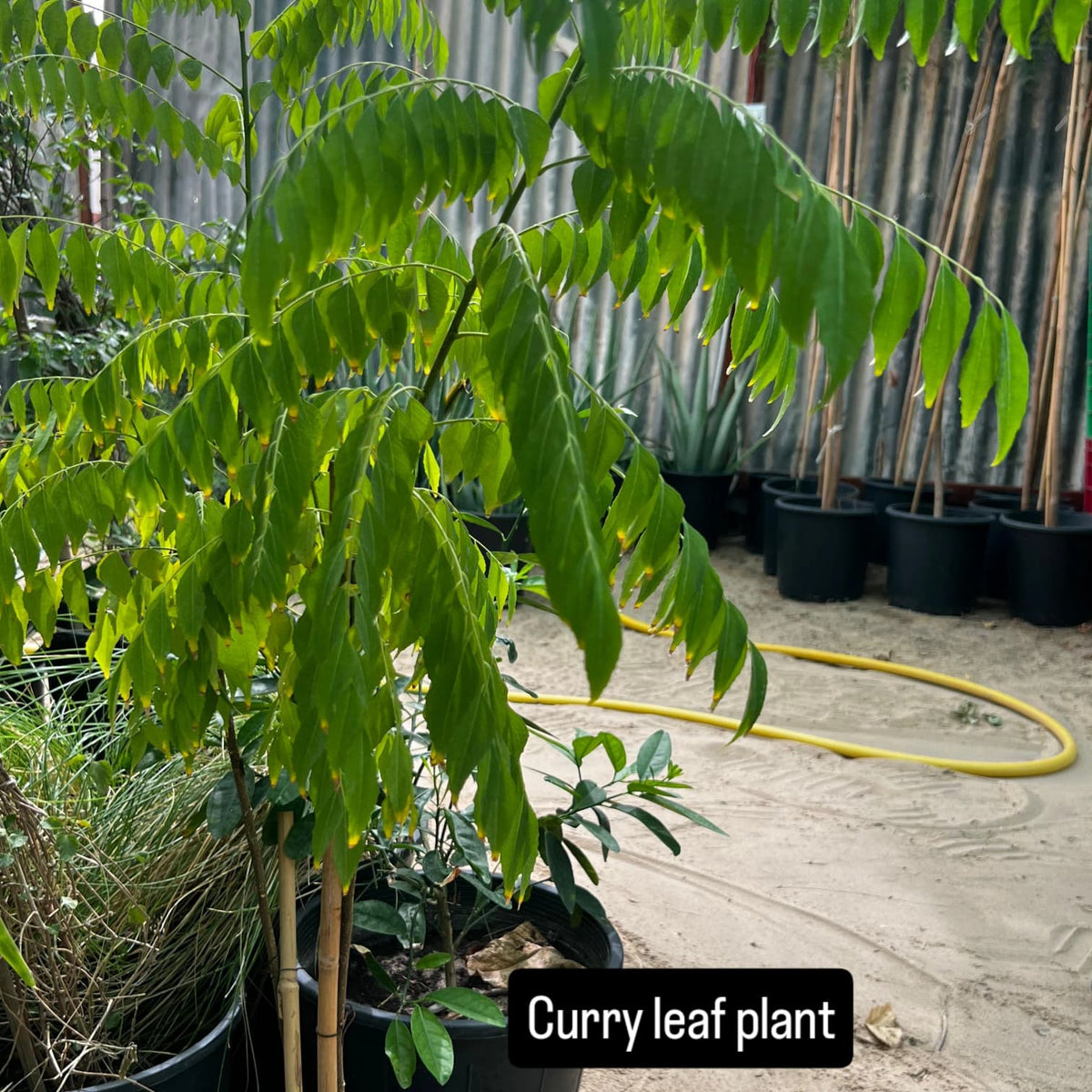 Curry Leaves Plant – Nature’s Aromatic Gift-نبات أوراق الكاري