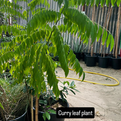 Curry Leaves Plant – Nature’s Aromatic Gift-نبات أوراق الكاري