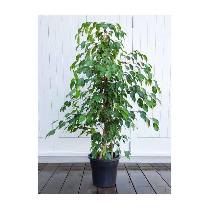 Ficus benjamina – The Graceful Weeping Fig -فيكوس بنيامينا