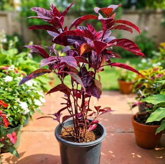 Purple False Eranthemum