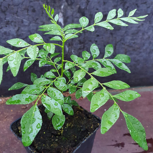 Curry Leaves Plant – Nature’s Aromatic Gift-نبات أوراق الكاري