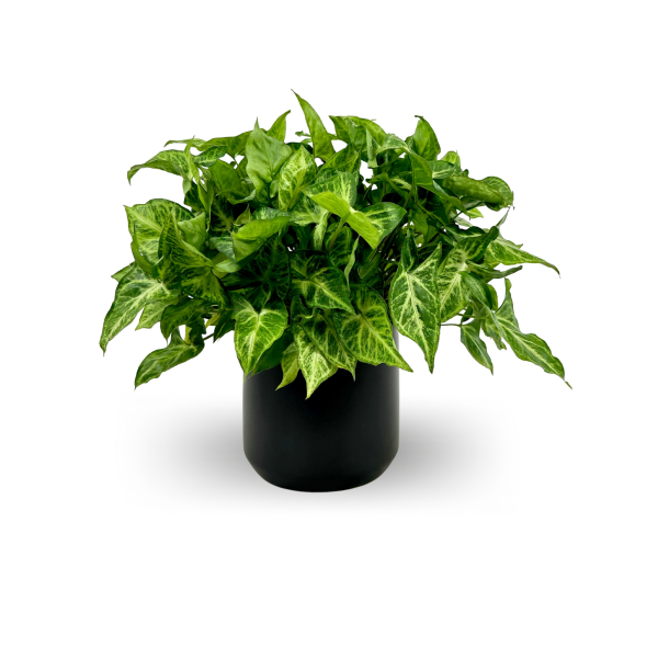 Arrowhead Plant - نبات رأس السهم