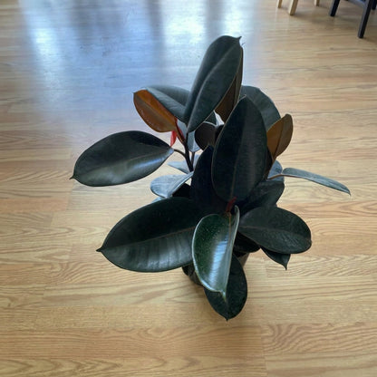 Ficus Elastica ‘Burgundy’ – Rubber Plant | فيكس إيلاستيكا بورغندي