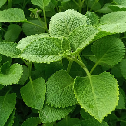 Plectranthus amboinicus – Cuban Oregano | Tropical Medicine Plant