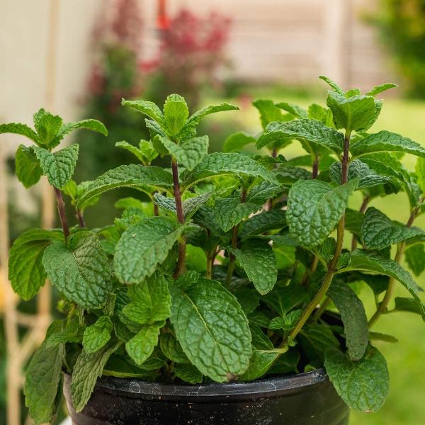 Mint Plant –  نبات النعناع