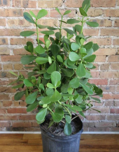 Autograph Plant or Pitch Apple Plant-الملعب نبات التفاح