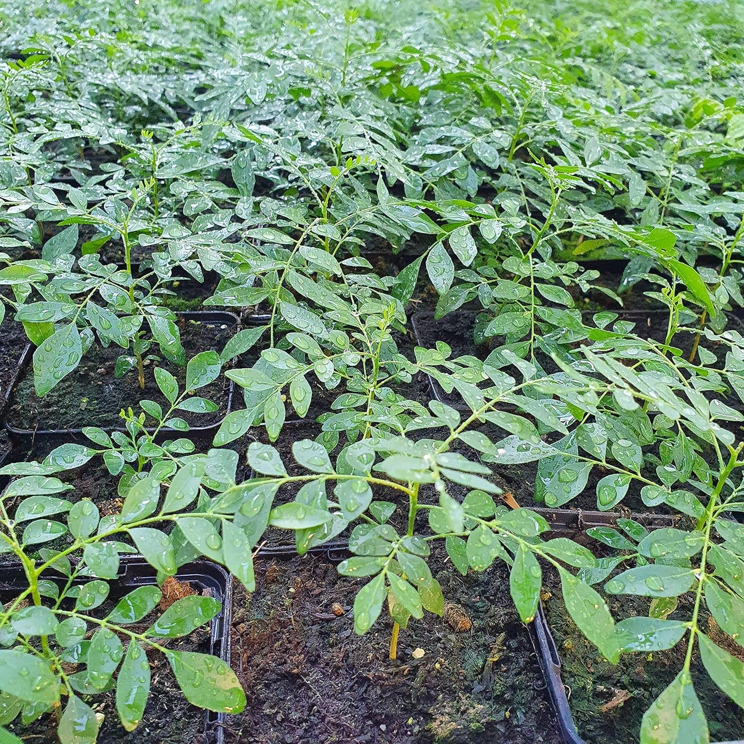 Curry Leaves Plant – Nature’s Aromatic Gift-نبات أوراق الكاري