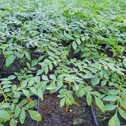 Curry Leaves Plant – Nature’s Aromatic Gift-نبات أوراق الكاري
