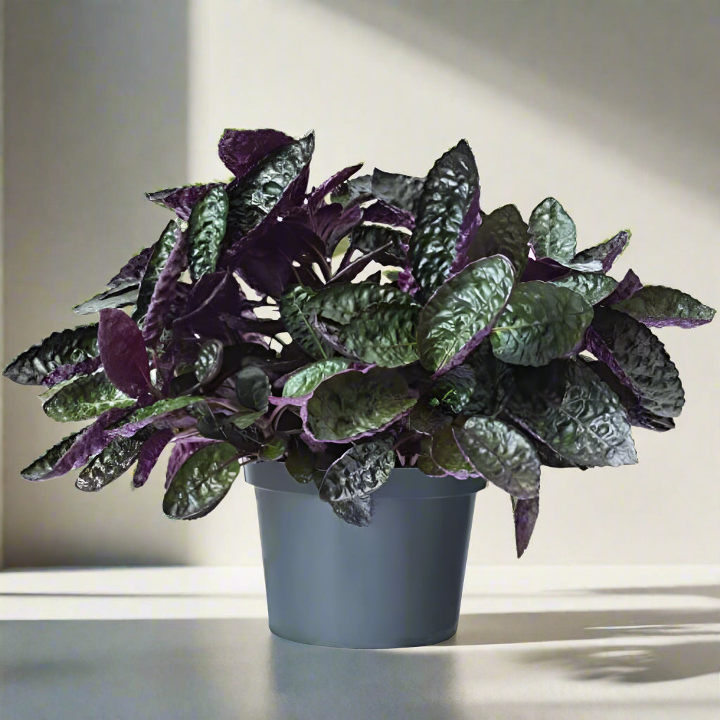 Purple Waffle Plant –نبات الوافل الأرجواني