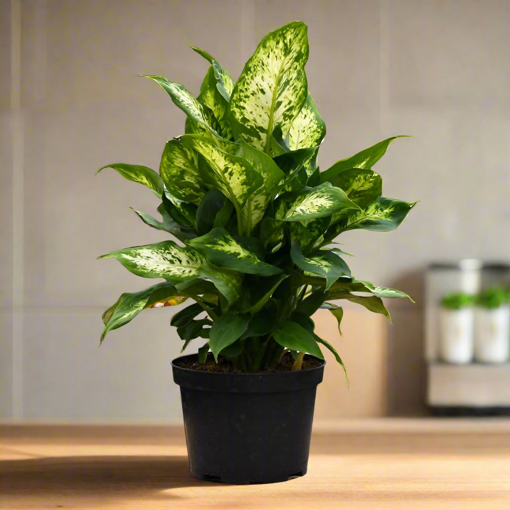 Dumb Cane Plant-نبات قصب السكر