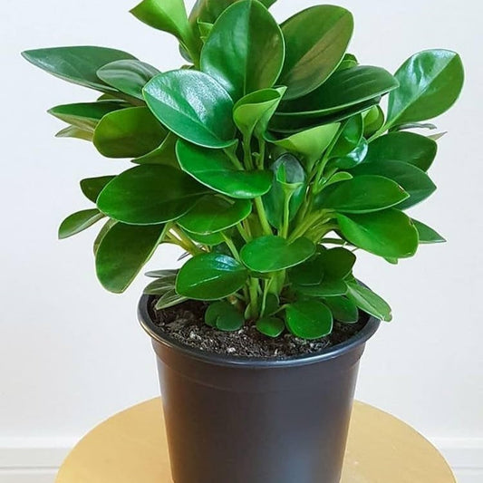 Glossy-leaved Peperomia-بيبيروميا ذات الأوراق اللامعة