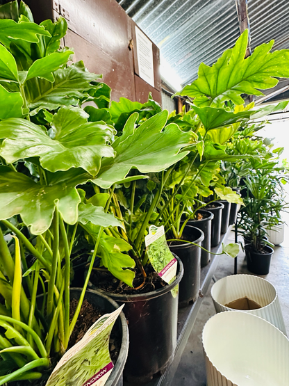 Philodendron Hope/ Shangri-La فيلوديندروْن