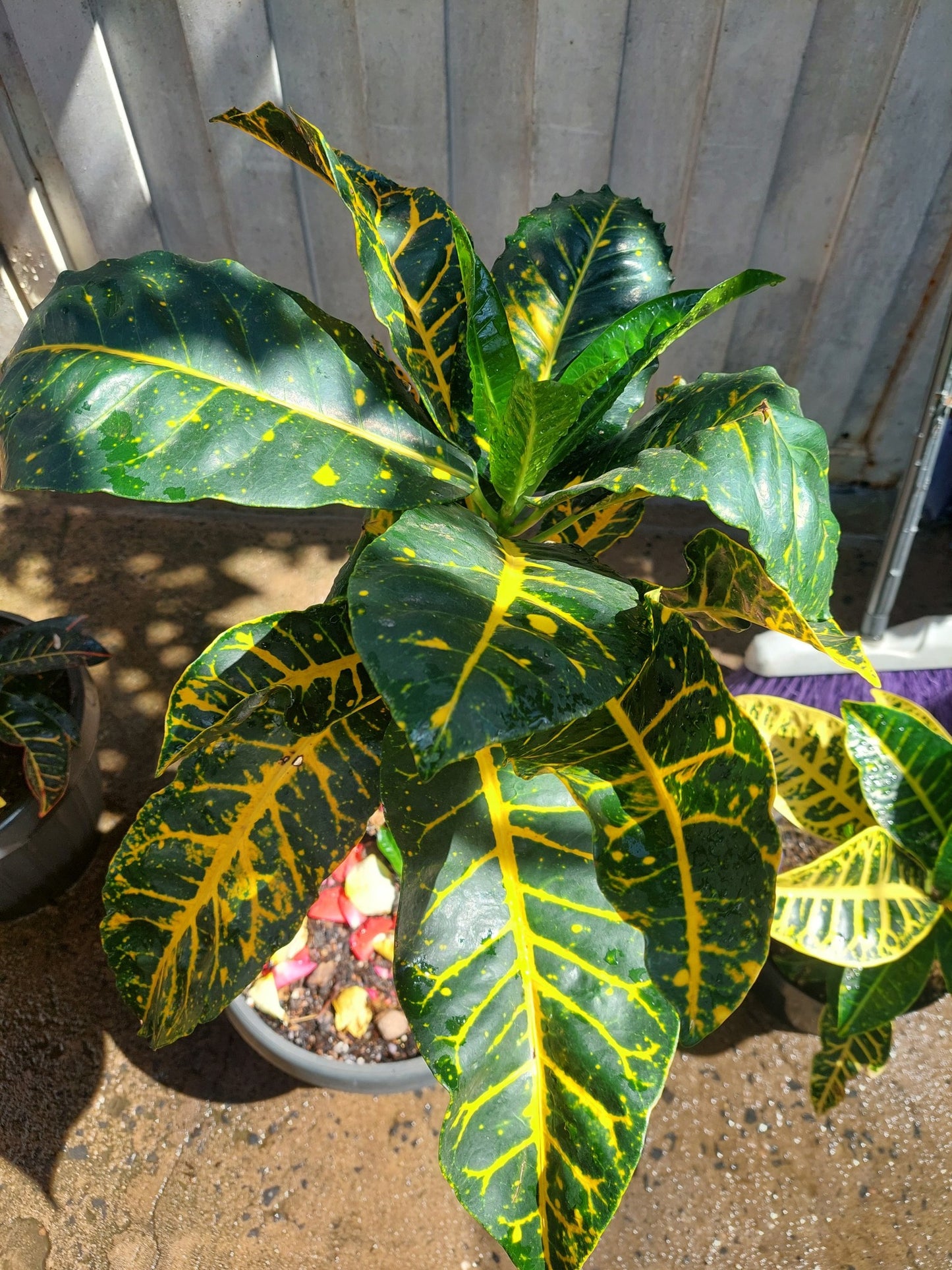 Croton Plant ( GOLD Line )