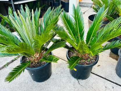 Cycas Revoluta