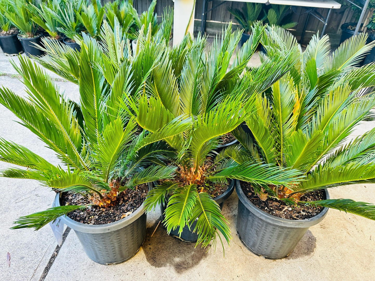 Cycas Revoluta