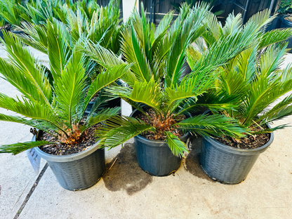 Cycas Revoluta