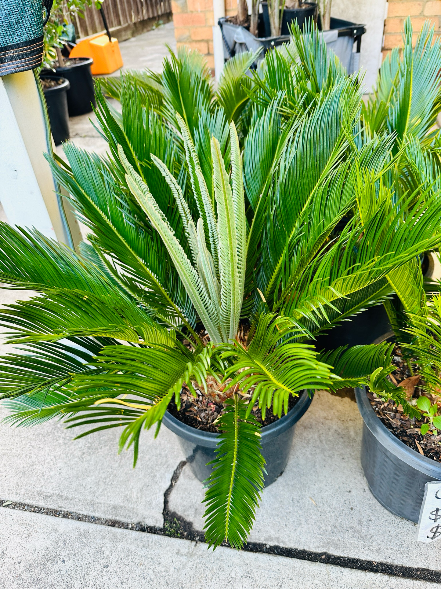 Cycas Revoluta