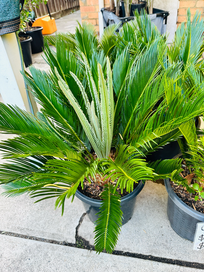 Cycas Revoluta